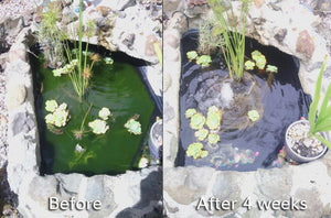 Small Fishpond/Water Feature Pack